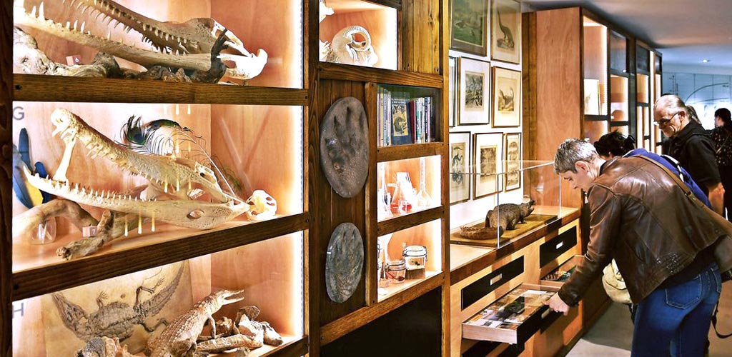 Le cabinet de curiosités, objets de la ferme aux crocodiles et collection du professeur Cartoux